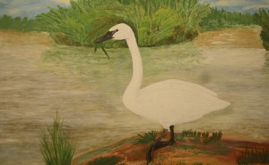 WhistlerSwan